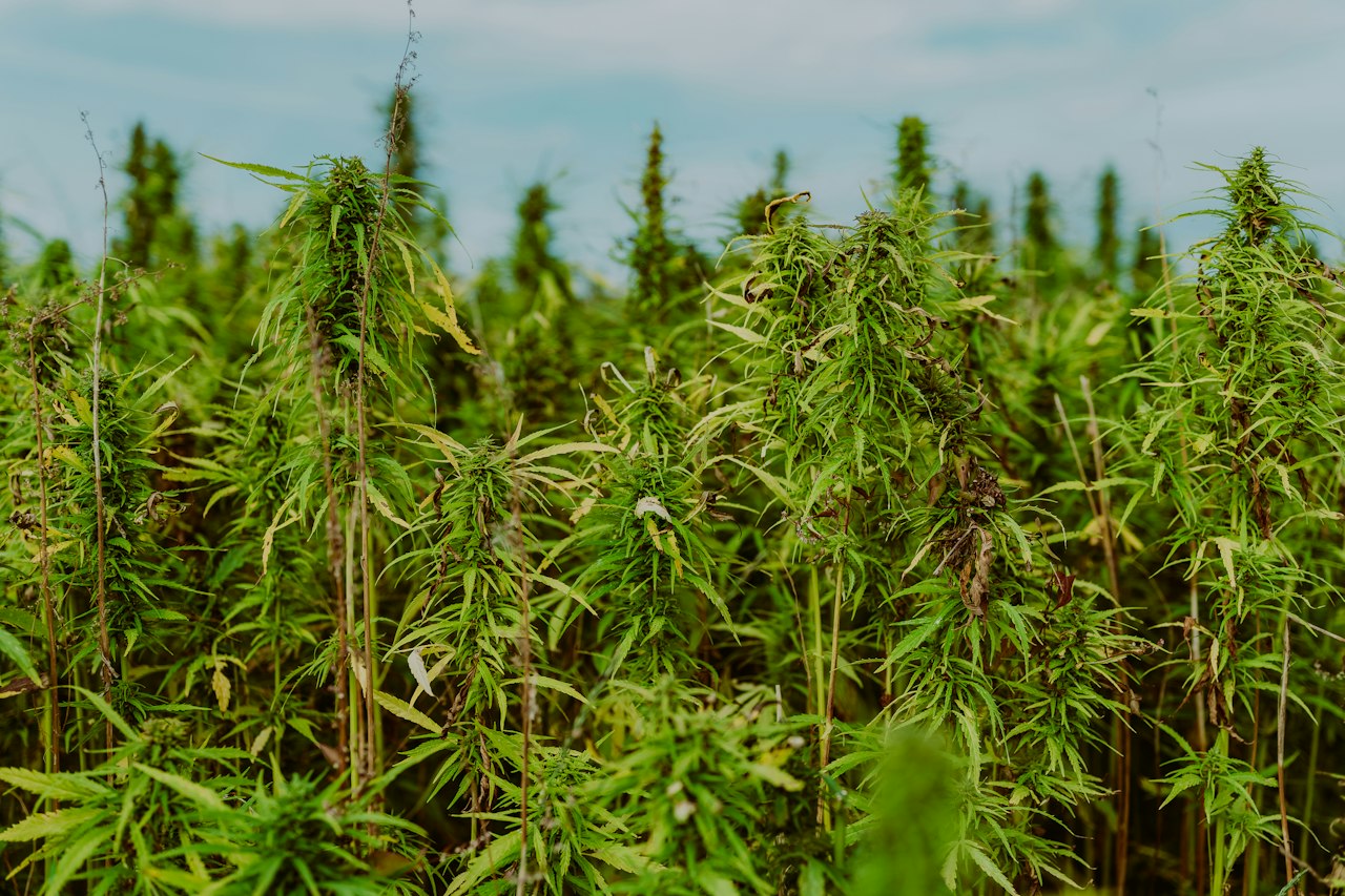 Hemp plants growing in a cultivation field