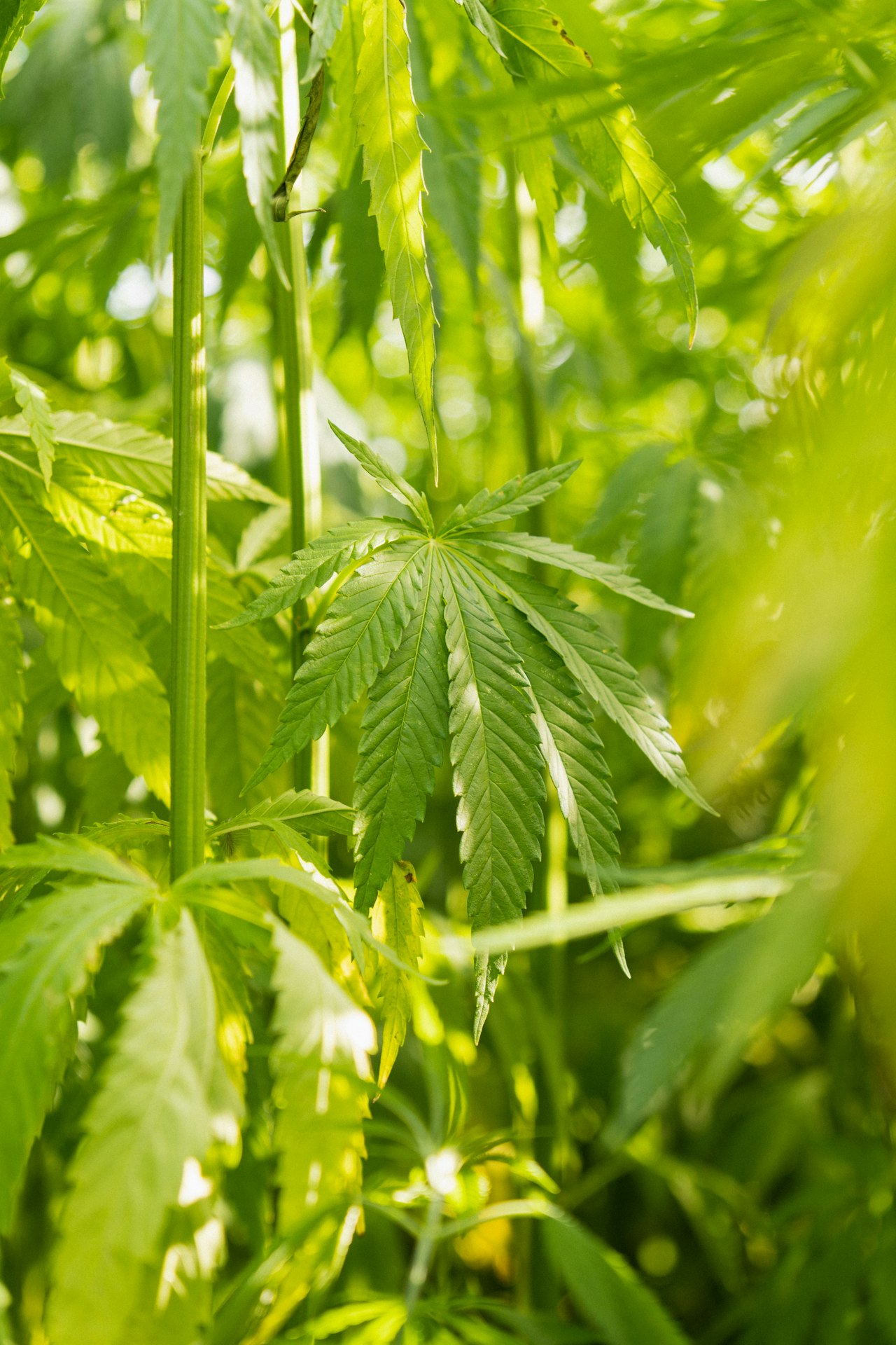 The cannabis industry Cannalogistics serves